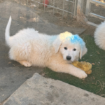 Pax x Electra 11/15/25 Maremma Litter
