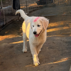 Sevro & Aurae Litter 8/25