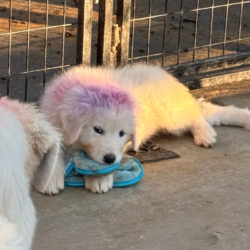Sevro & Aurae Litter 8/25
