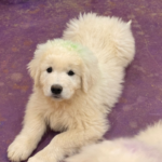 Pax x Electra 11/15/25 Maremma Litter