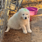 Pax x Electra 11/15/25 Maremma Litter