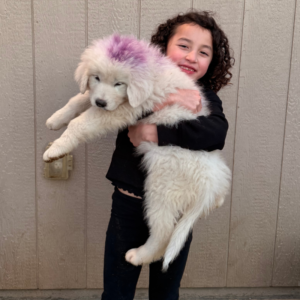 279284520 Inside Our Maremma Puppy Program