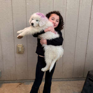 2490240967 Inside Our Maremma Puppy Program