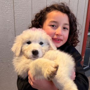 1076690295 Inside Our Maremma Puppy Program