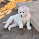 Pax x Electra 11/15/25 Maremma Litter