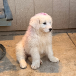 Pax x Electra 11/15/25 Maremma Litter