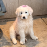 Pax x Electra 11/15/25 Maremma Litter