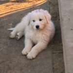 Pax x Electra 11/15/25 Maremma Litter
