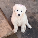 Pax x Electra 11/15/25 Maremma Litter