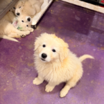 Pax x Electra 11/15/25 Maremma Litter