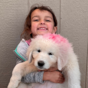 1425539059 Inside Our Maremma Puppy Program