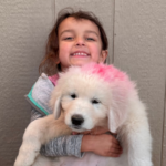Pax x Electra 11/15/25 Maremma Litter
