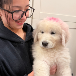 2104427940 Inside Our Maremma Puppy Program
