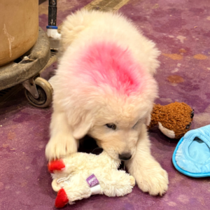 230338841 Inside Our Maremma Puppy Program