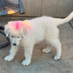 Pax x Electra 11/15/25 Maremma Litter