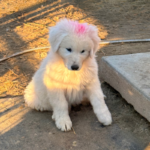 Pax x Electra 11/15/25 Maremma Litter