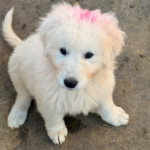 Pax x Electra 11/15/25 Maremma Litter