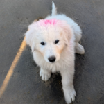 Pax x Electra 11/15/25 Maremma Litter