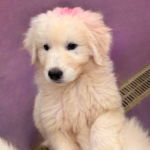 Pax x Electra 11/15/25 Maremma Litter
