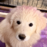 Pax x Electra 11/15/25 Maremma Litter