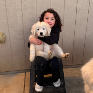 1428133718 Inside Our Maremma Puppy Program