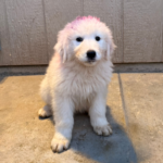 Pax x Electra 11/15/25 Maremma Litter