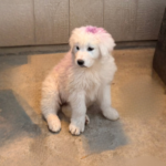 Pax x Electra 11/15/25 Maremma Litter