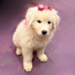Pax x Electra 11/15/25 Maremma Litter