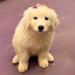 Pax x Electra 11/15/25 Maremma Litter