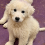 Pax x Electra 11/15/25 Maremma Litter