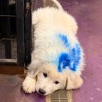 Pax x Electra 11/15/25 Maremma Litter