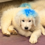 Pax x Electra 11/15/25 Maremma Litter