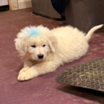 Pax x Electra 11/15/25 Maremma Litter