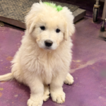 Pax x Electra 11/15/25 Maremma Litter