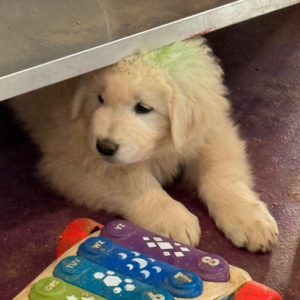 3914091899 Inside Our Maremma Puppy Program