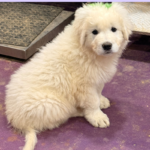 Pax x Electra 11/15/25 Maremma Litter