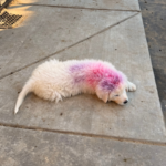 Pax x Electra 11/15/25 Maremma Litter