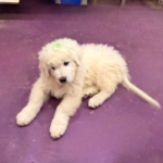 Pax x Electra 11/15/25 Maremma Litter