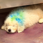 Pax x Electra 11/15/25 Maremma Litter