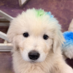 Pax x Electra 11/15/25 Maremma Litter