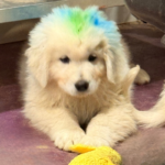 Pax x Electra 11/15/25 Maremma Litter