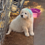 Pax x Electra 11/15/25 Maremma Litter