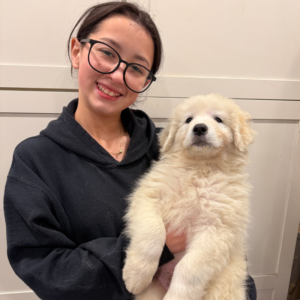 1117685174 Inside Our Maremma Puppy Program