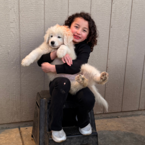 3770370233 Inside Our Maremma Puppy Program