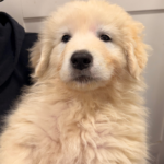 Pax x Electra 11/15/25 Maremma Litter