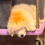Pax x Electra 11/15/25 Maremma Litter