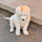 Pax x Electra 11/15/25 Maremma Litter