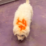Pax x Electra 11/15/25 Maremma Litter