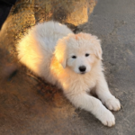 Pax x Electra 11/15/25 Maremma Litter