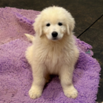 Pax x Electra 11/15/25 Maremma Litter